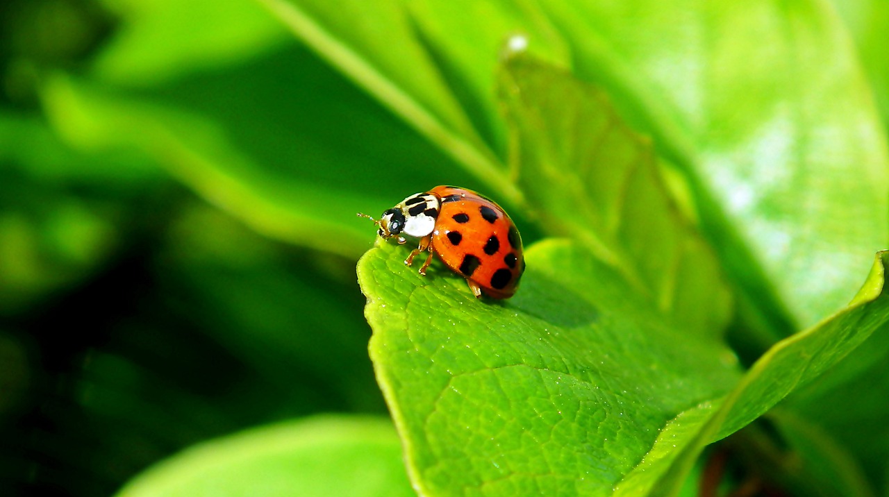 ladybug  insect  nature free photo