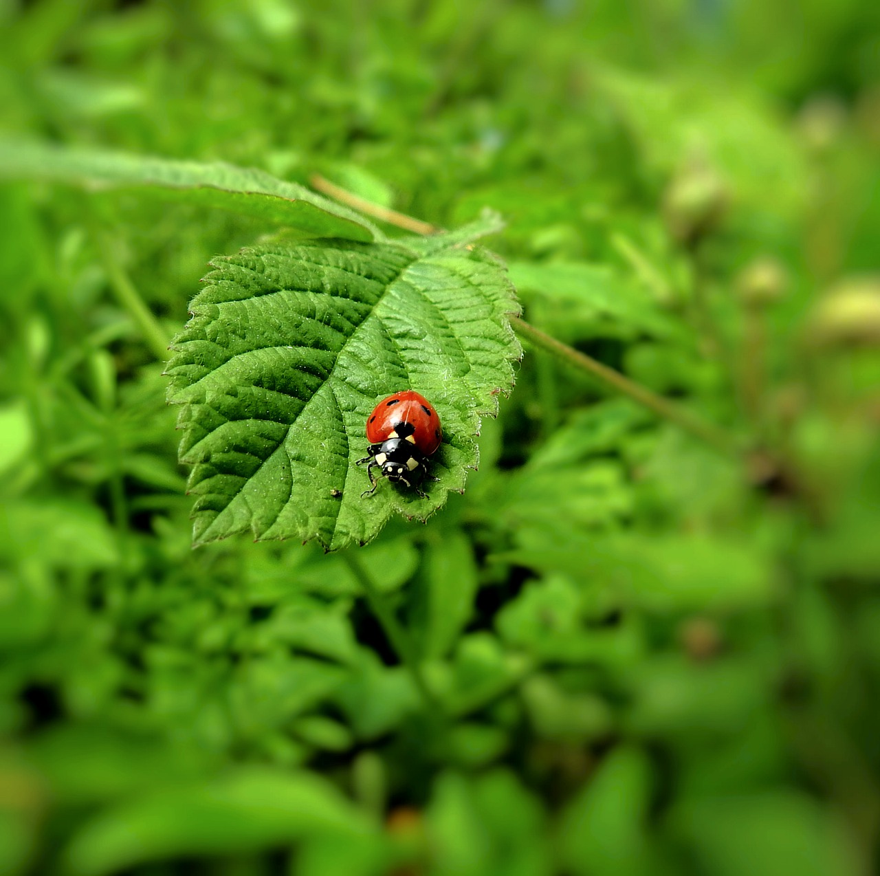 ladybug  insect  the beetle free photo