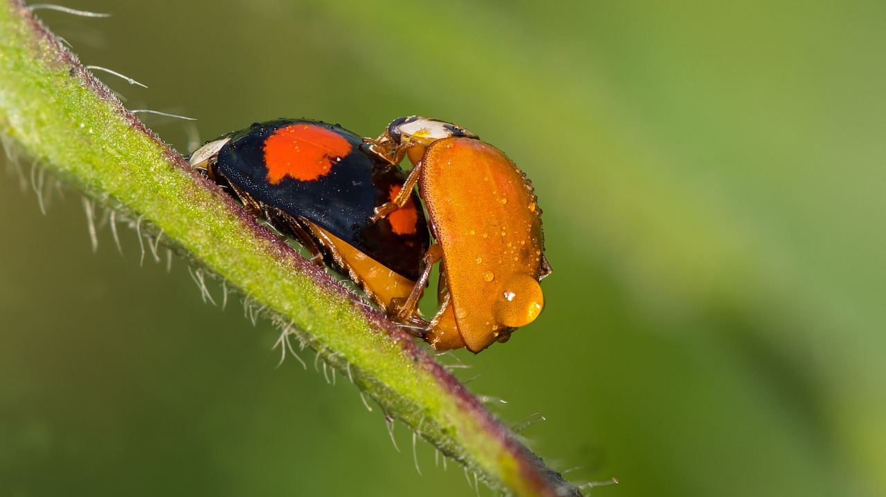 ladybug  god beetle  beetle free photo