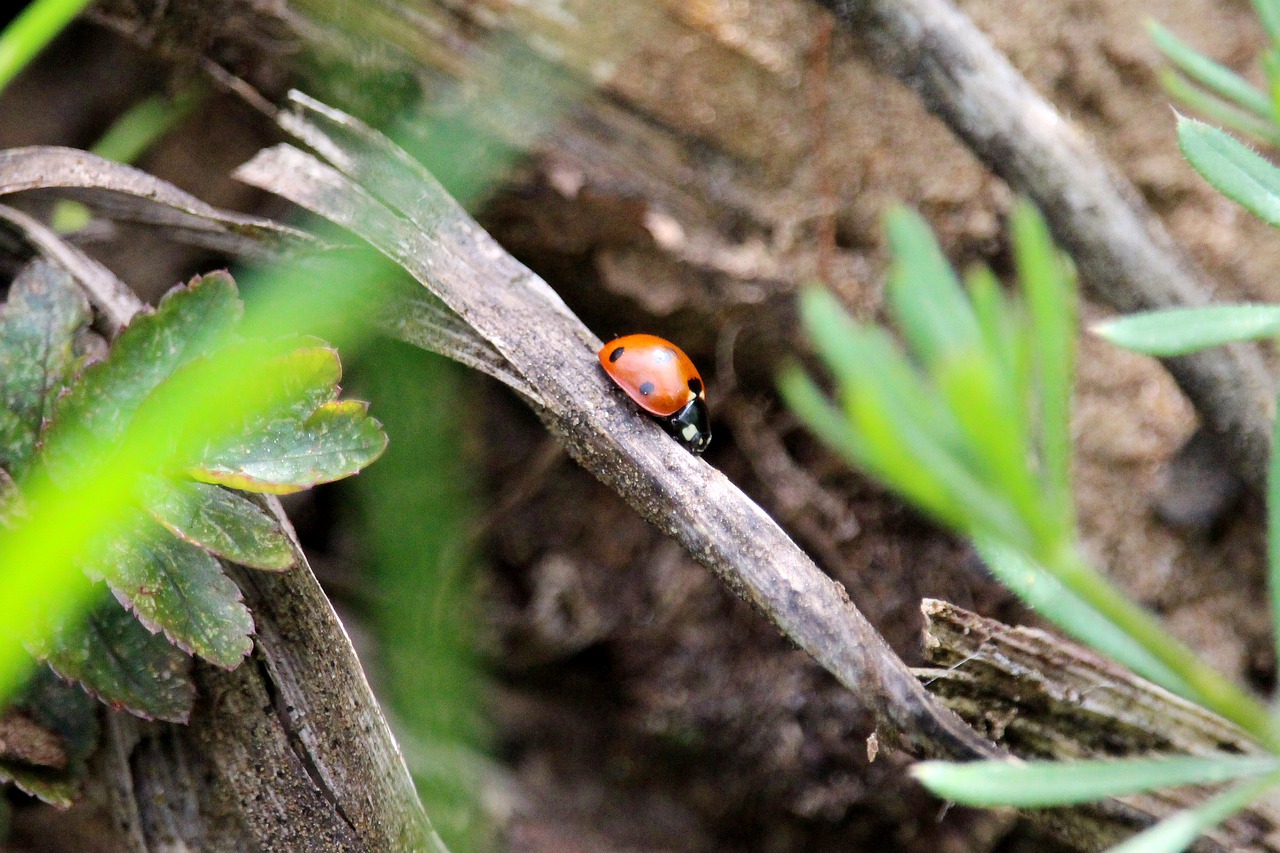 ladybug  hiding place  insect free photo