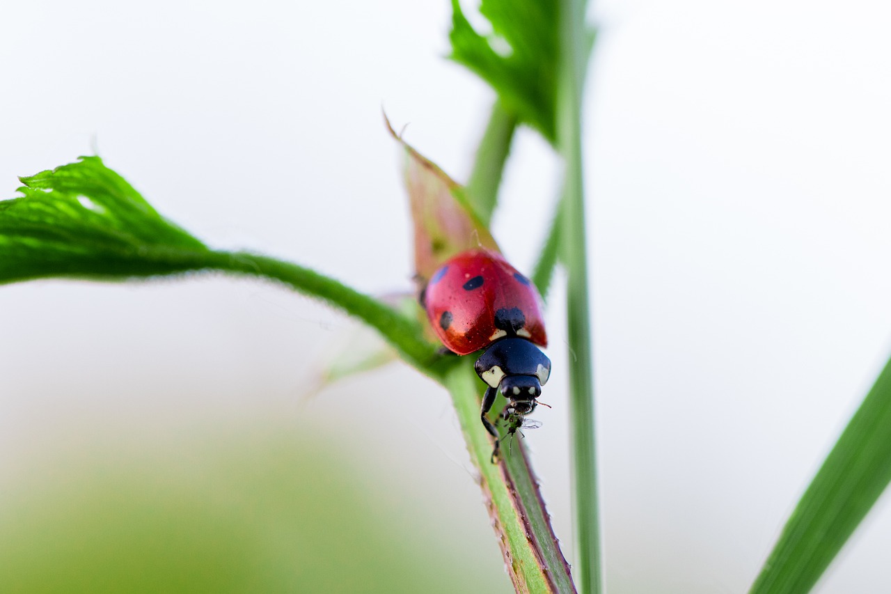 ladybug  predator  polka dots free photo