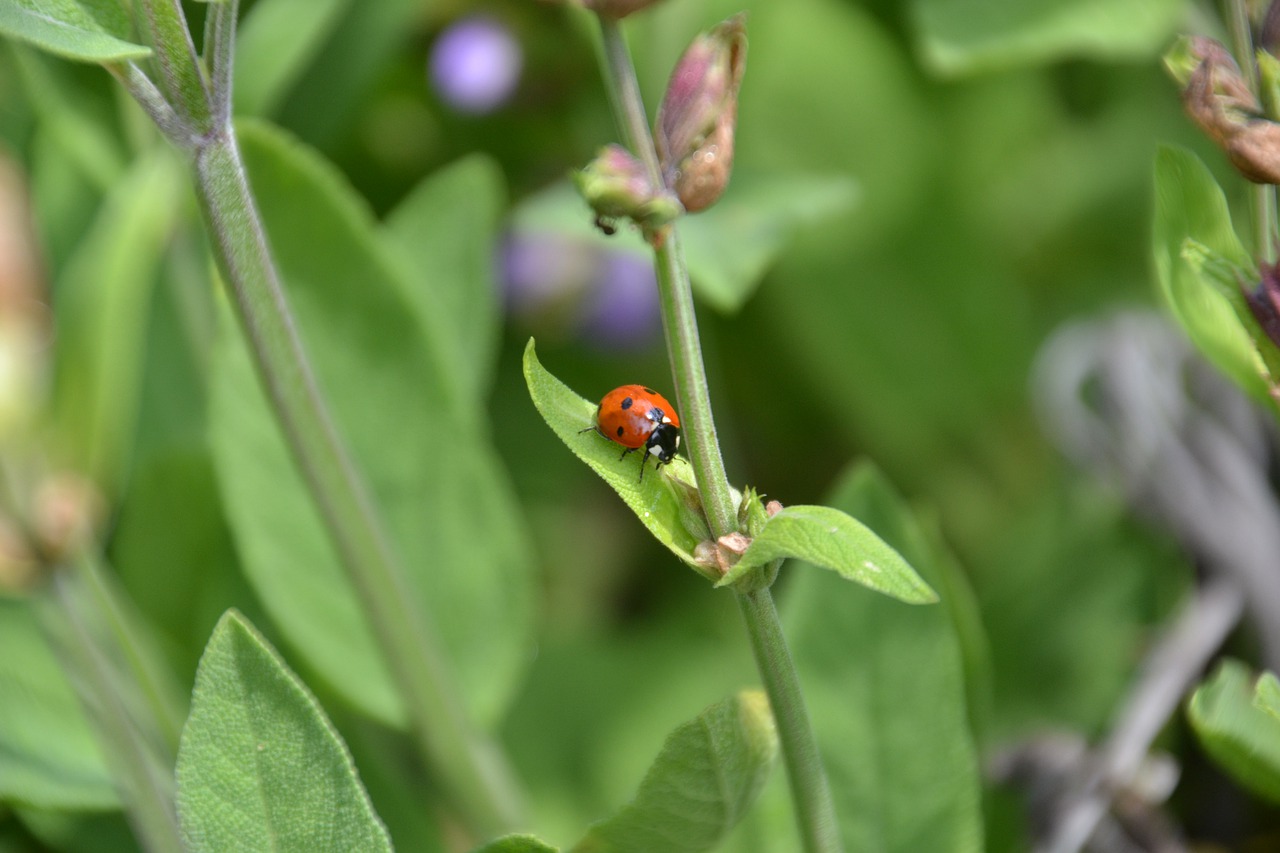 ladybug  insect  points free photo
