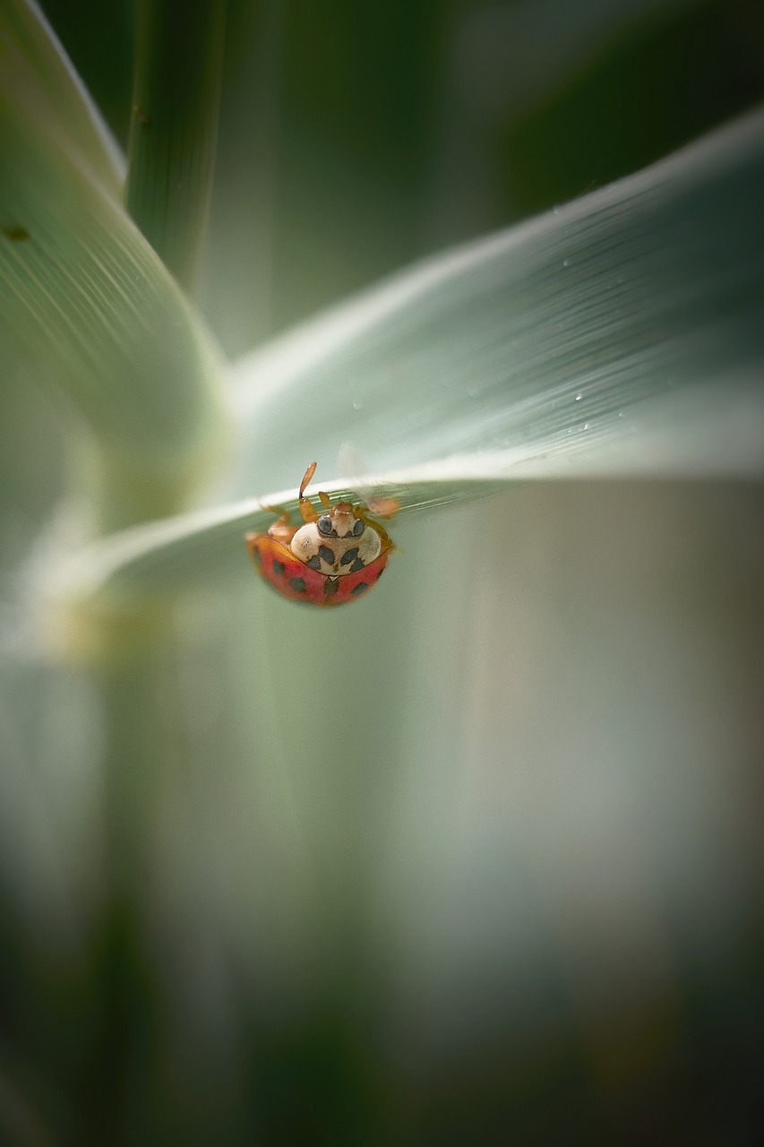 ladybug  insect  scarab free photo