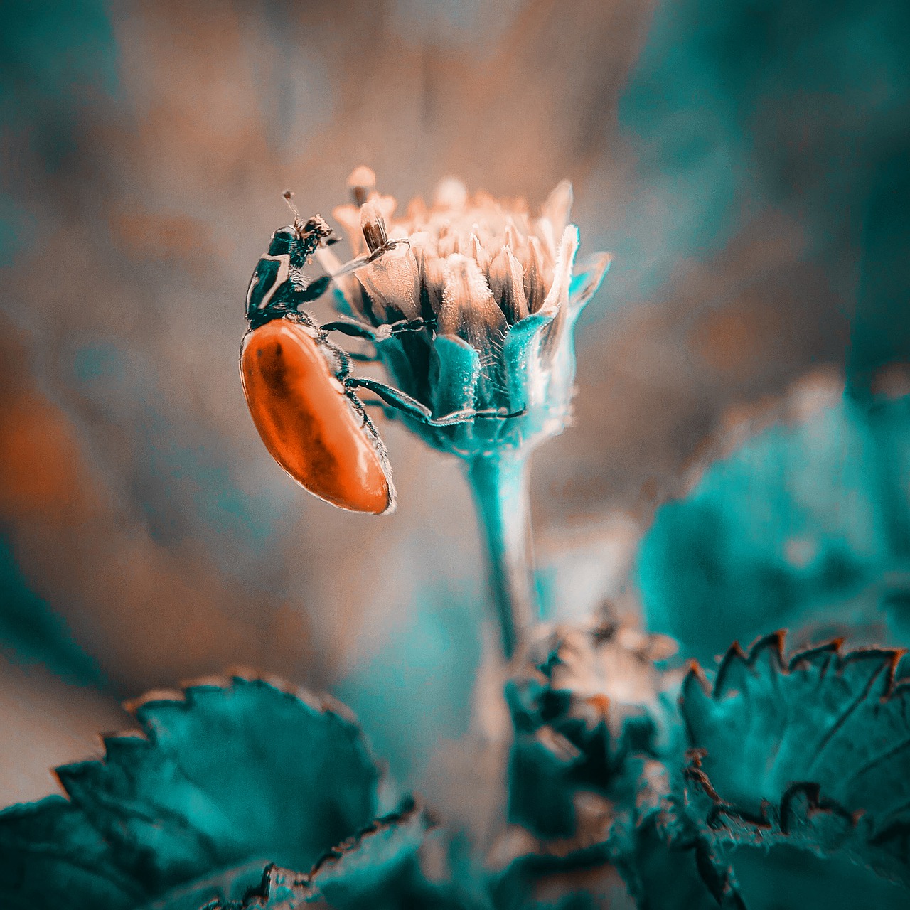 ladybug  flower  bloom free photo