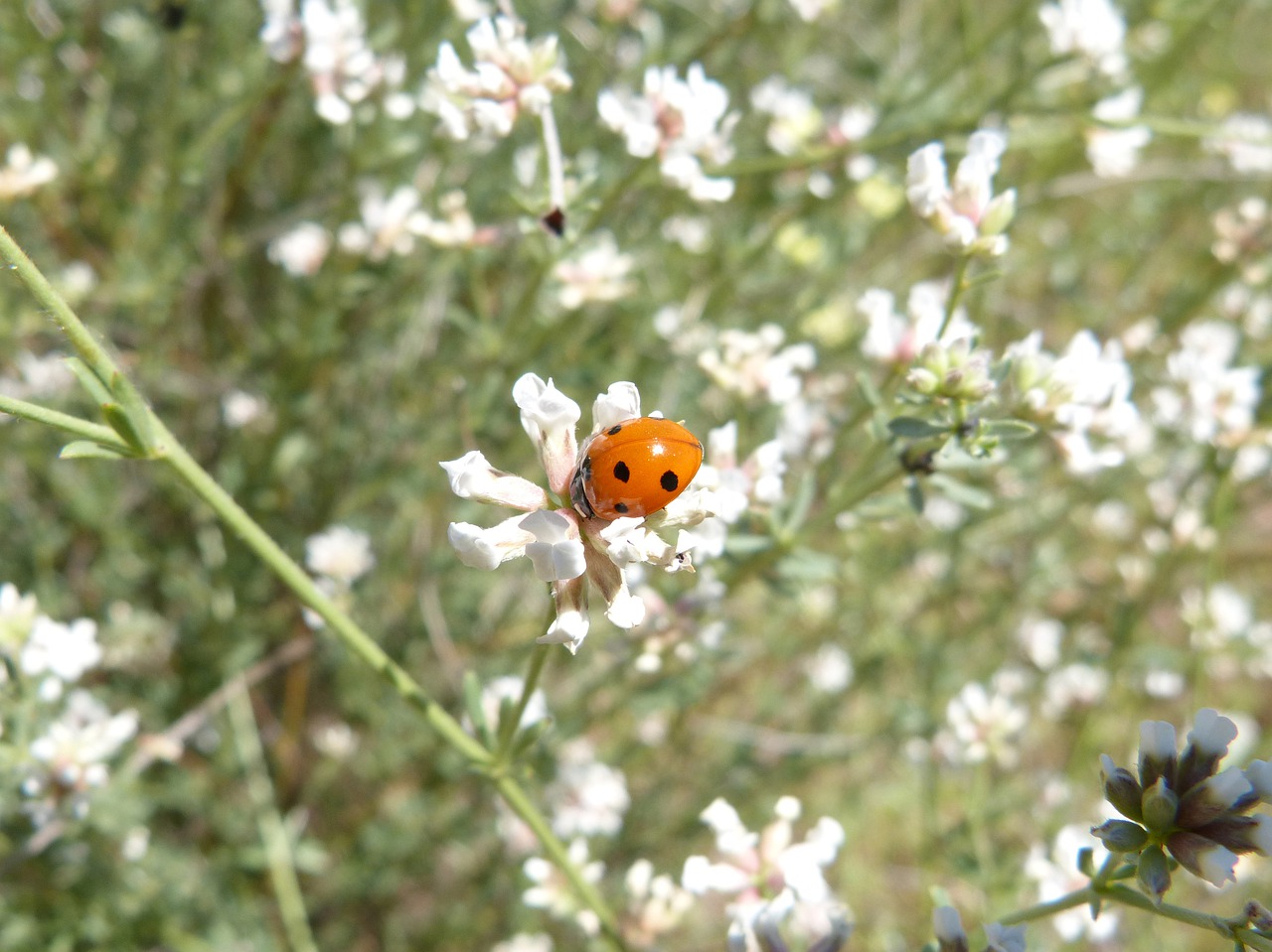 ladybug  flowers  tiny free photo