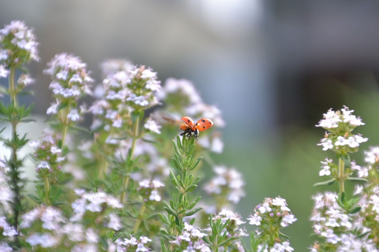 ladybug  wing  insect free photo