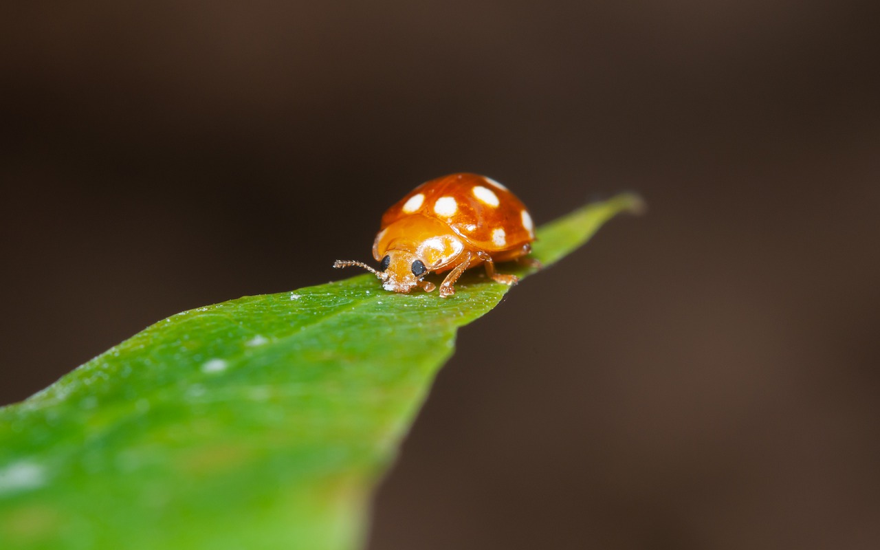 ladybug  insect  the beetle free photo