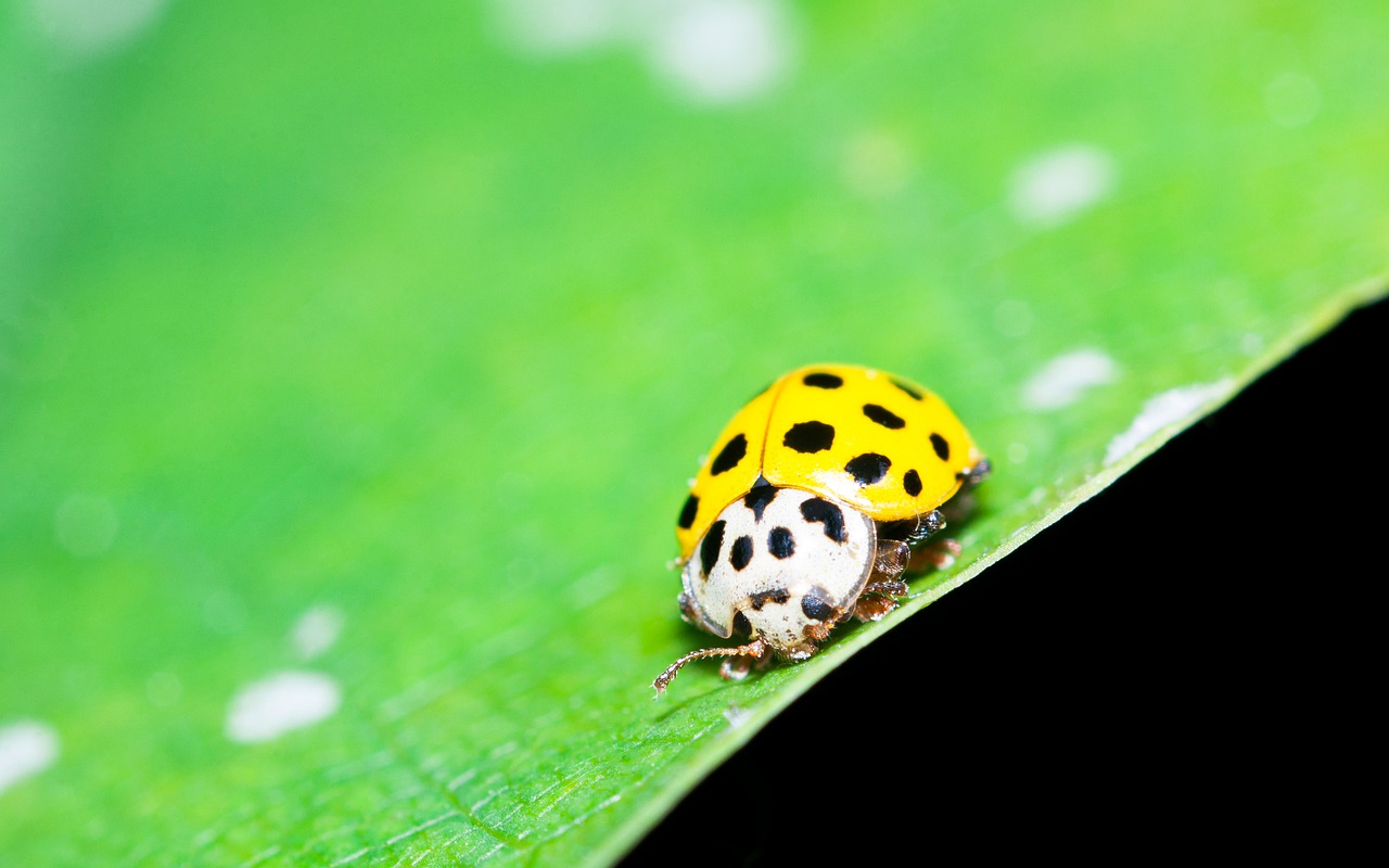 ladybug  insect  maybug free photo