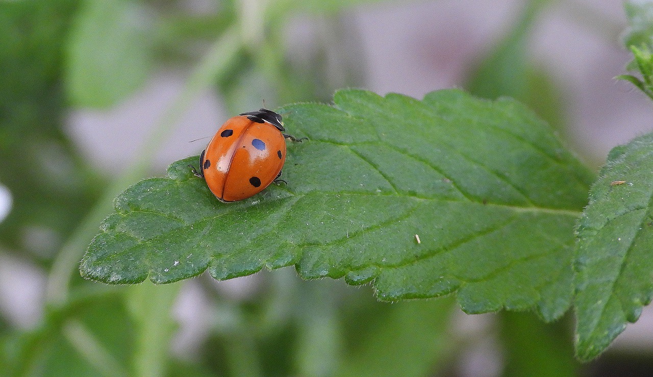 ladybug  insect  nature free photo