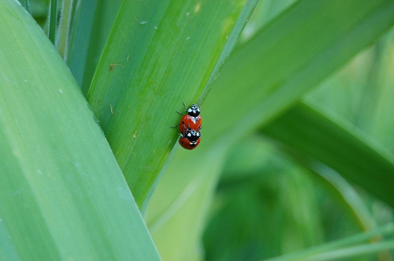 ladybug  ladybugs  insect free photo