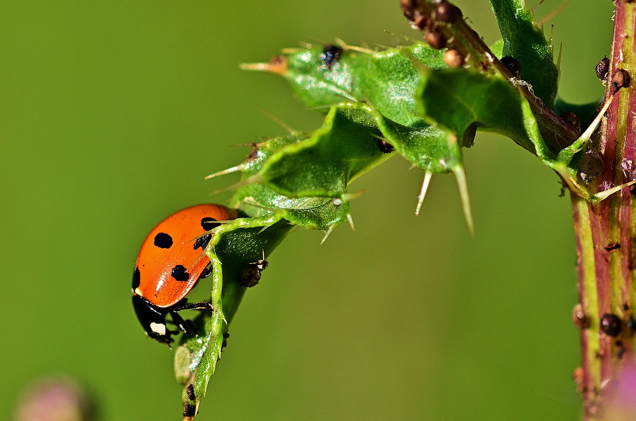 ladybug  leaf  aphid free photo