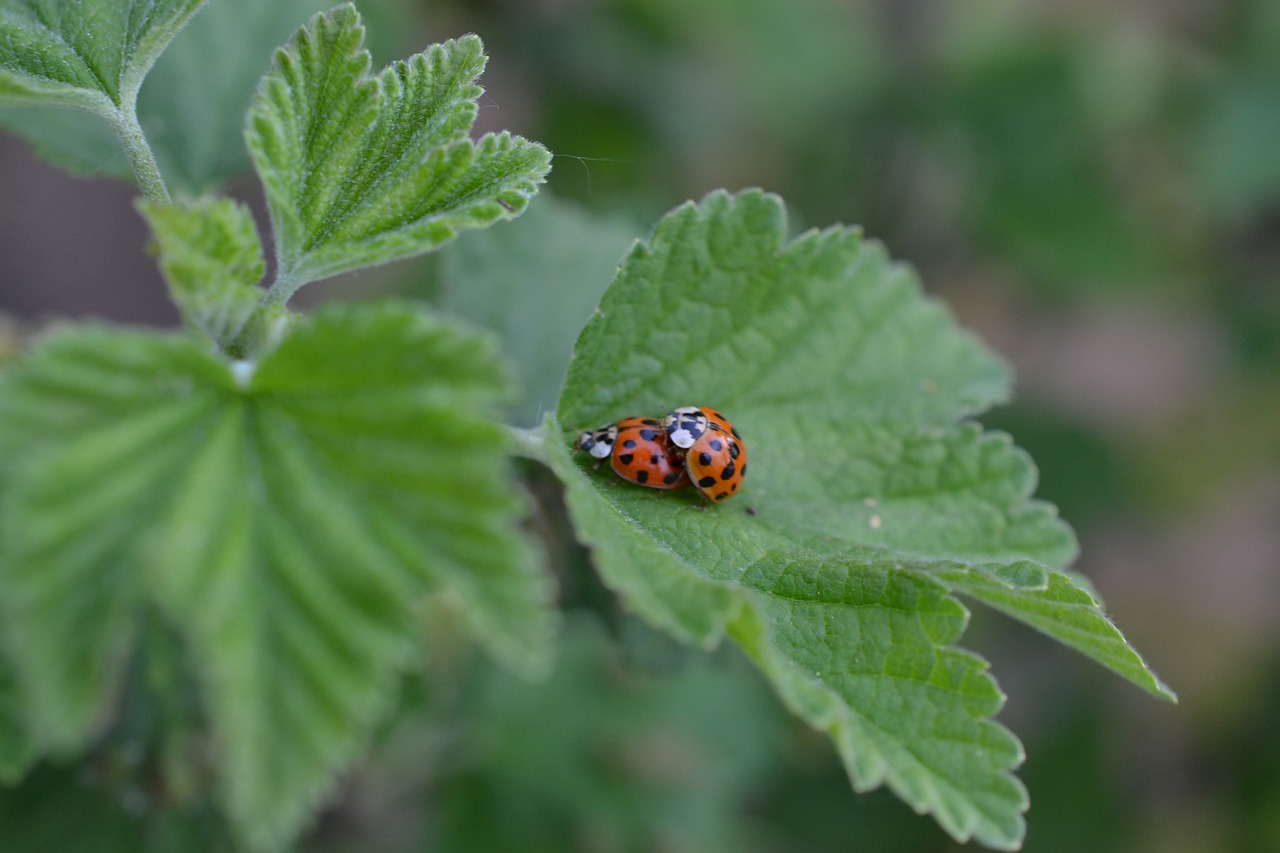 ladybug  nature  insect free photo