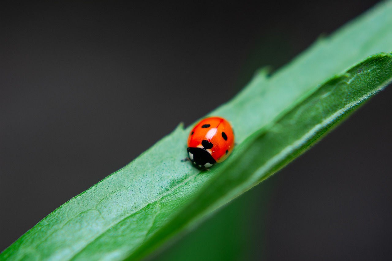 ladybug  macro  insect free photo