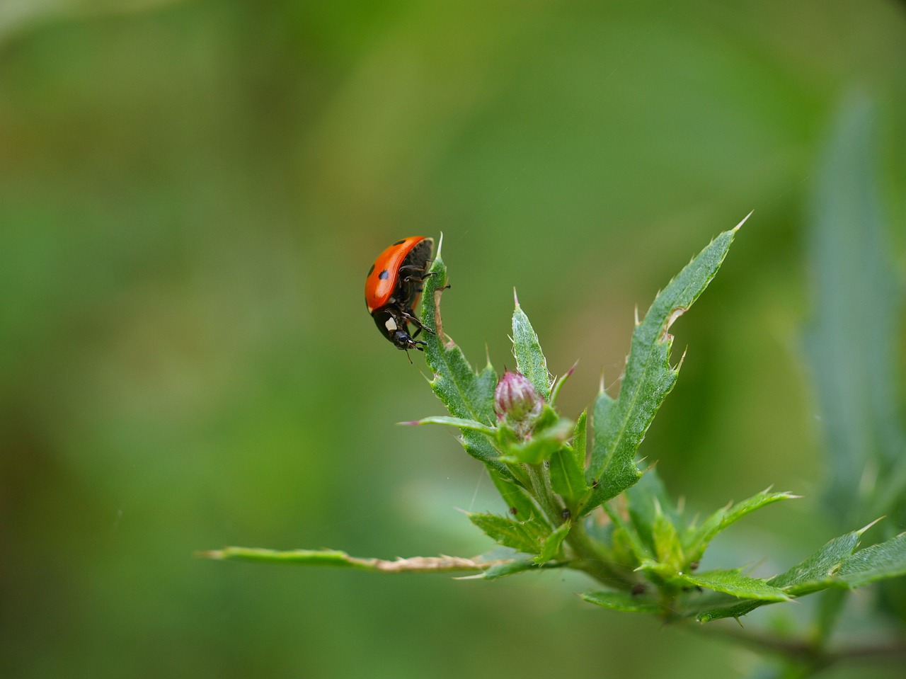 ladybug  insect  nature free photo