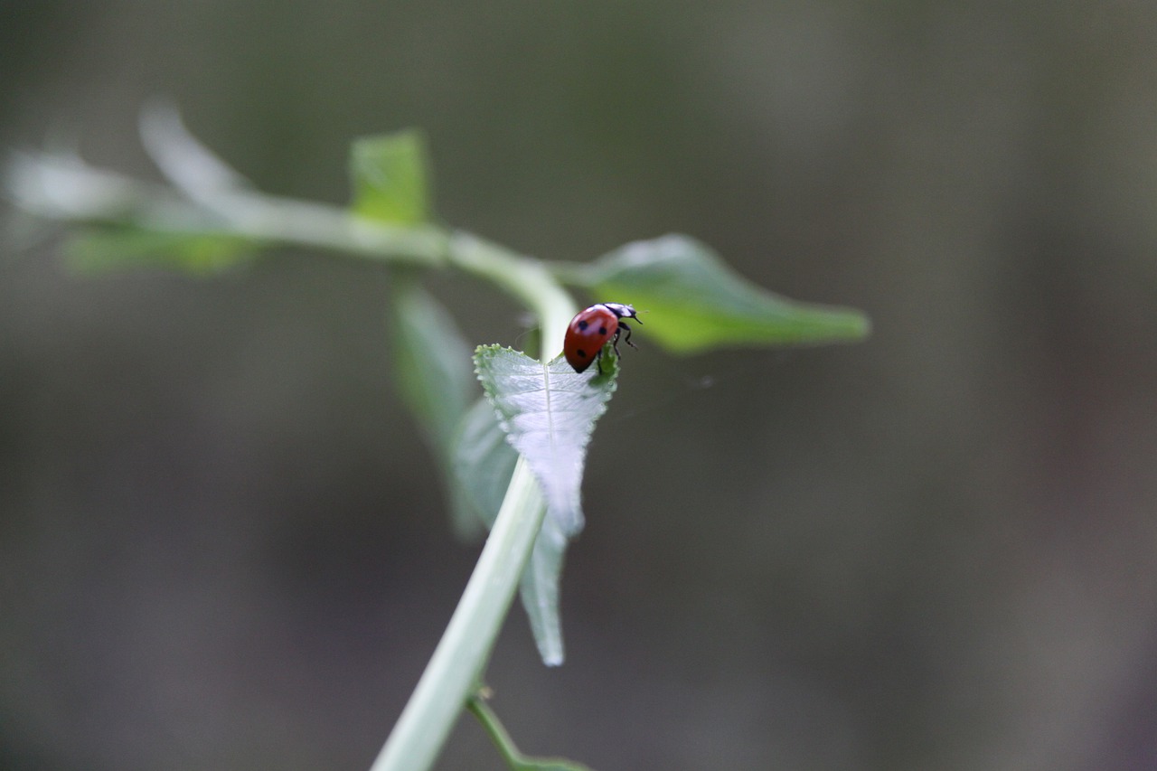 ladybug  beetle  insect free photo