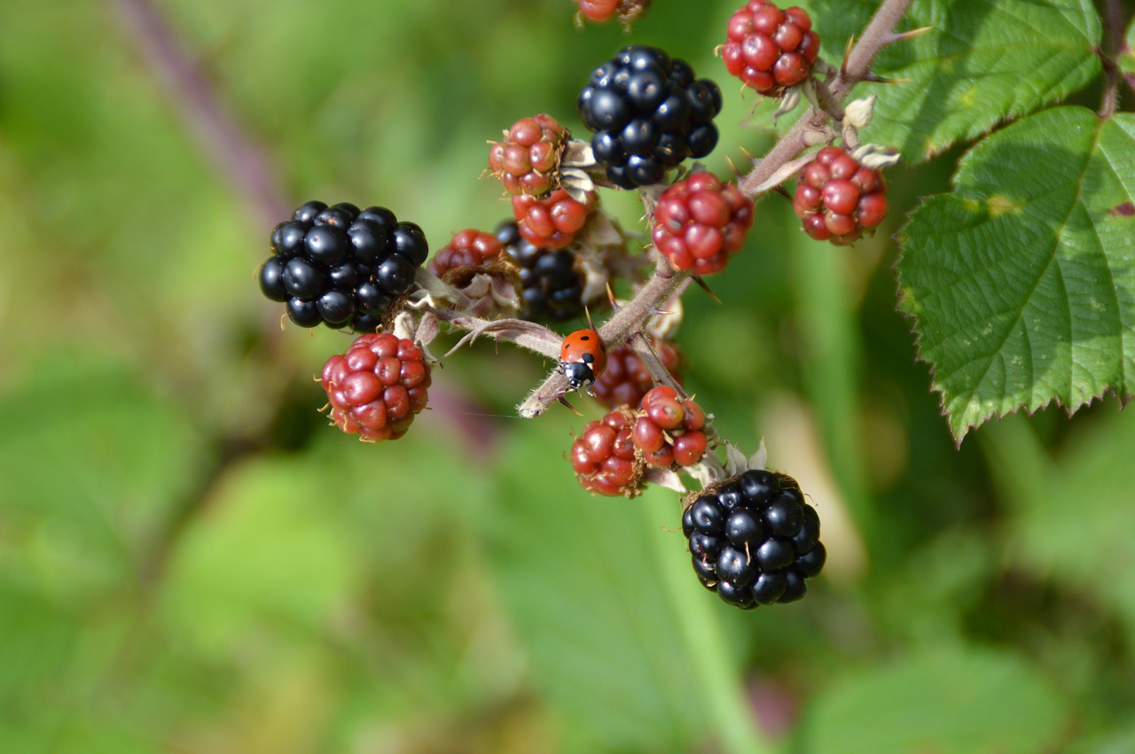 ladybug blackberry bush free photo