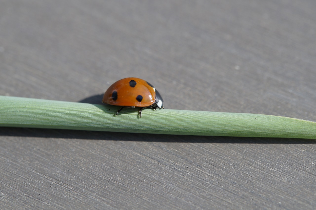 ladybug beetle insect free photo