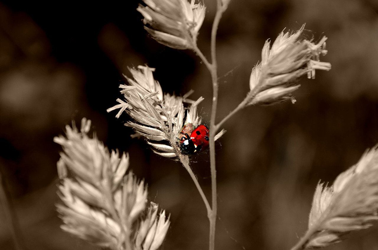 ladybug macro nature free photo