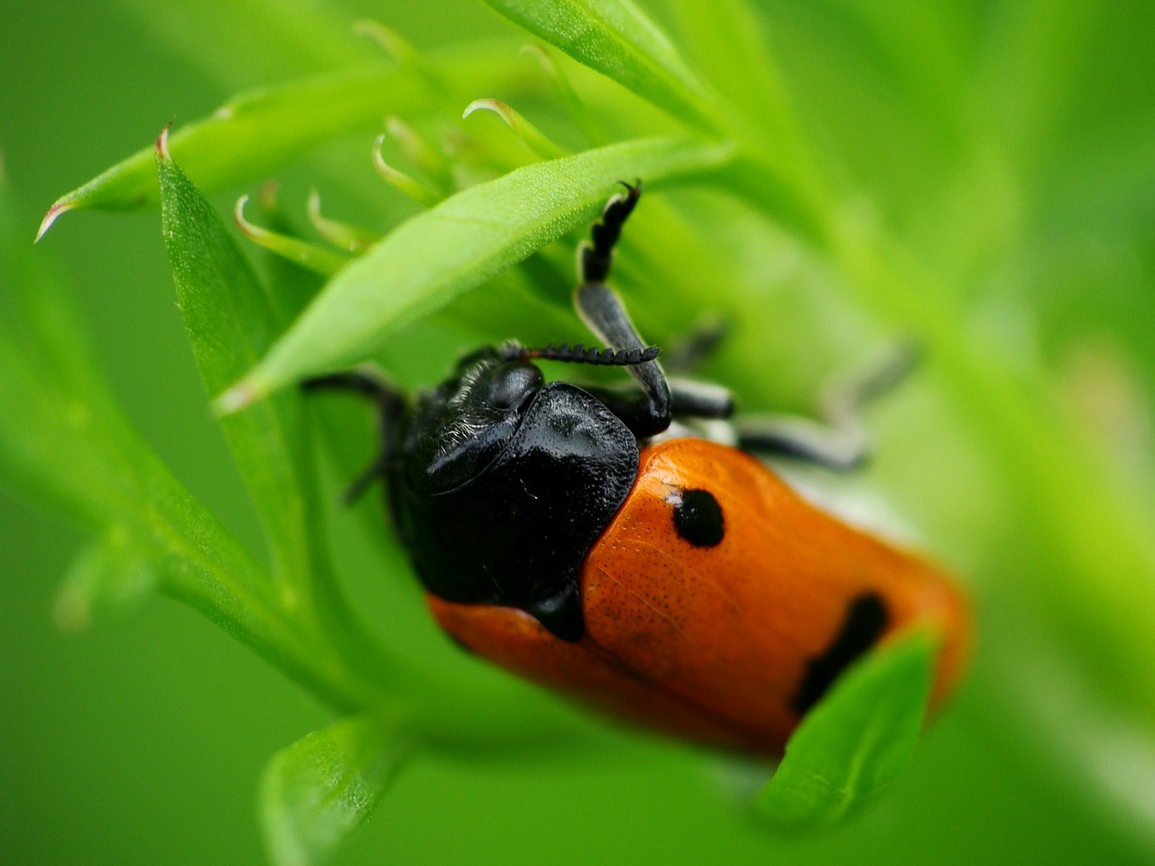 ladybug grass worm free photo