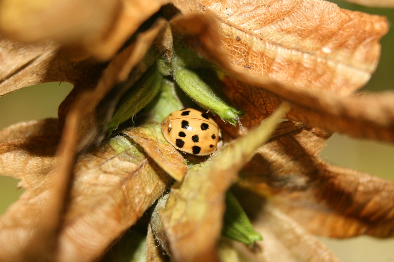 ladybug beetle insect free photo