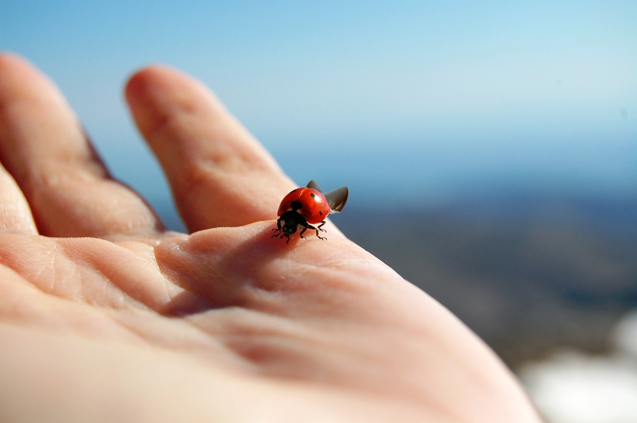 ladybug ladybird hand free photo
