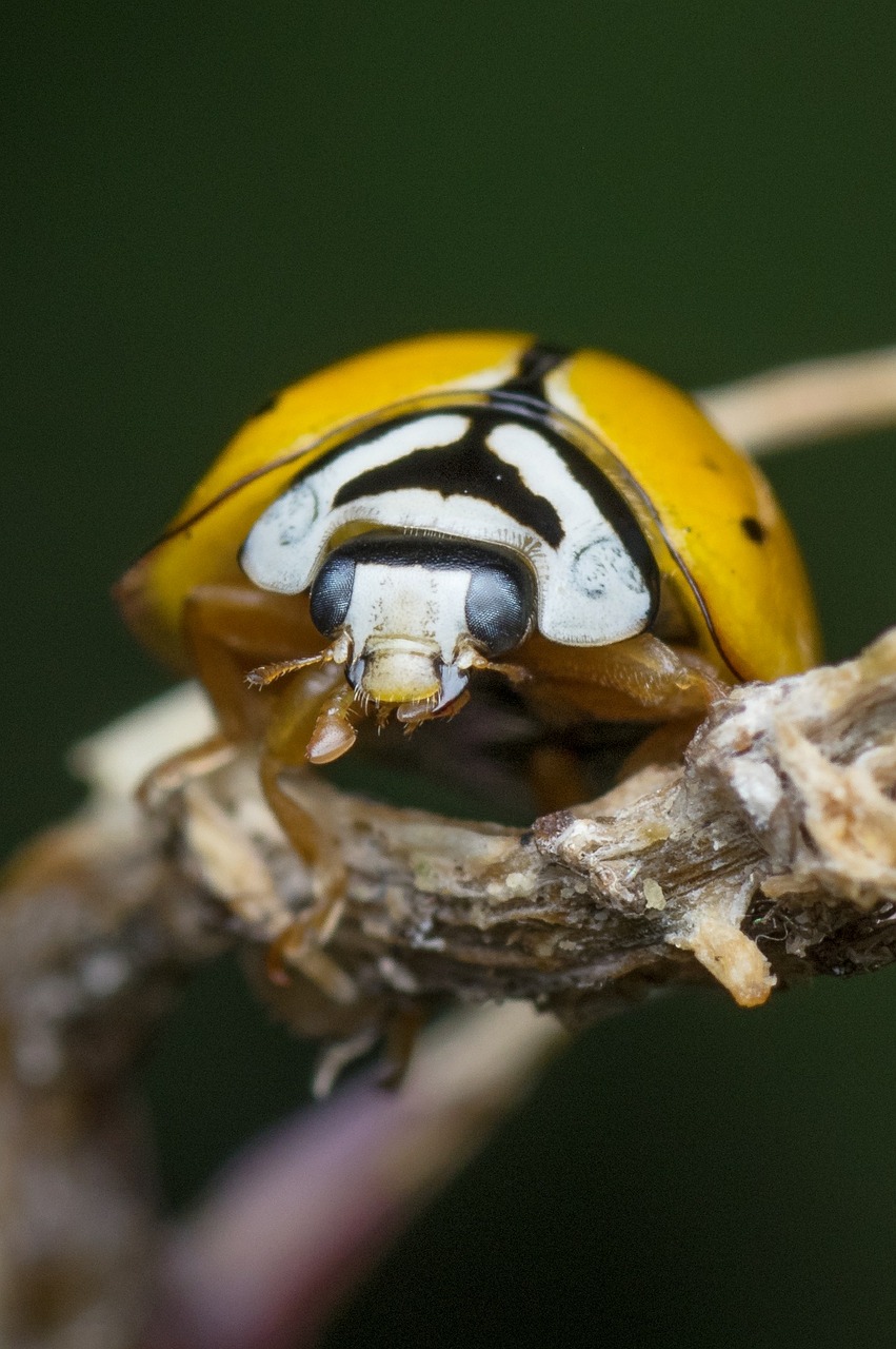 ladybug yellow insect free photo