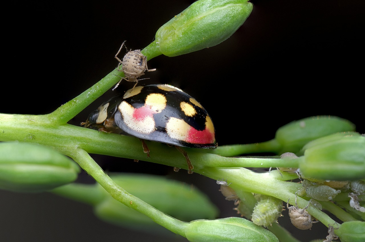 ladybug aphids nature free photo
