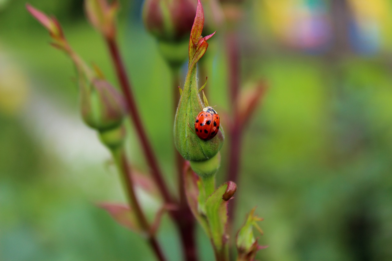 ladybug bug insect free photo