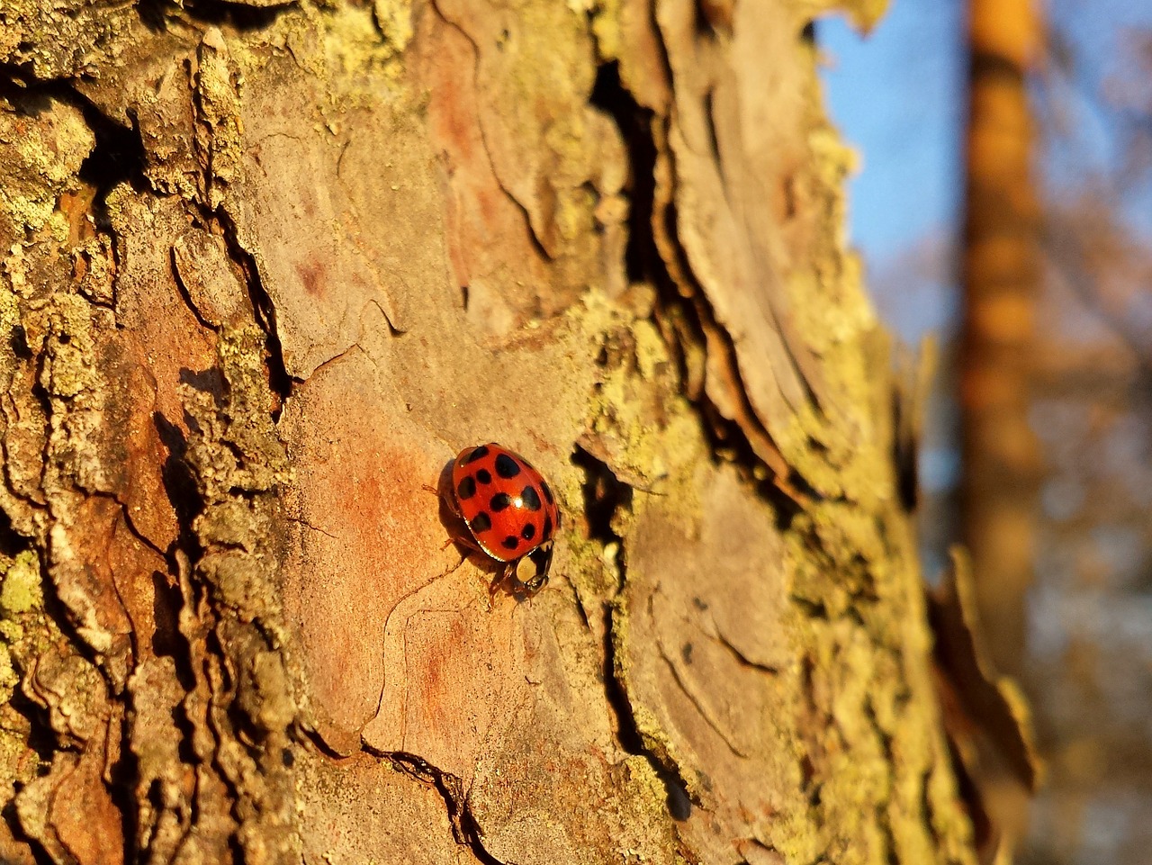 ladybug lady beetle ladybird free photo