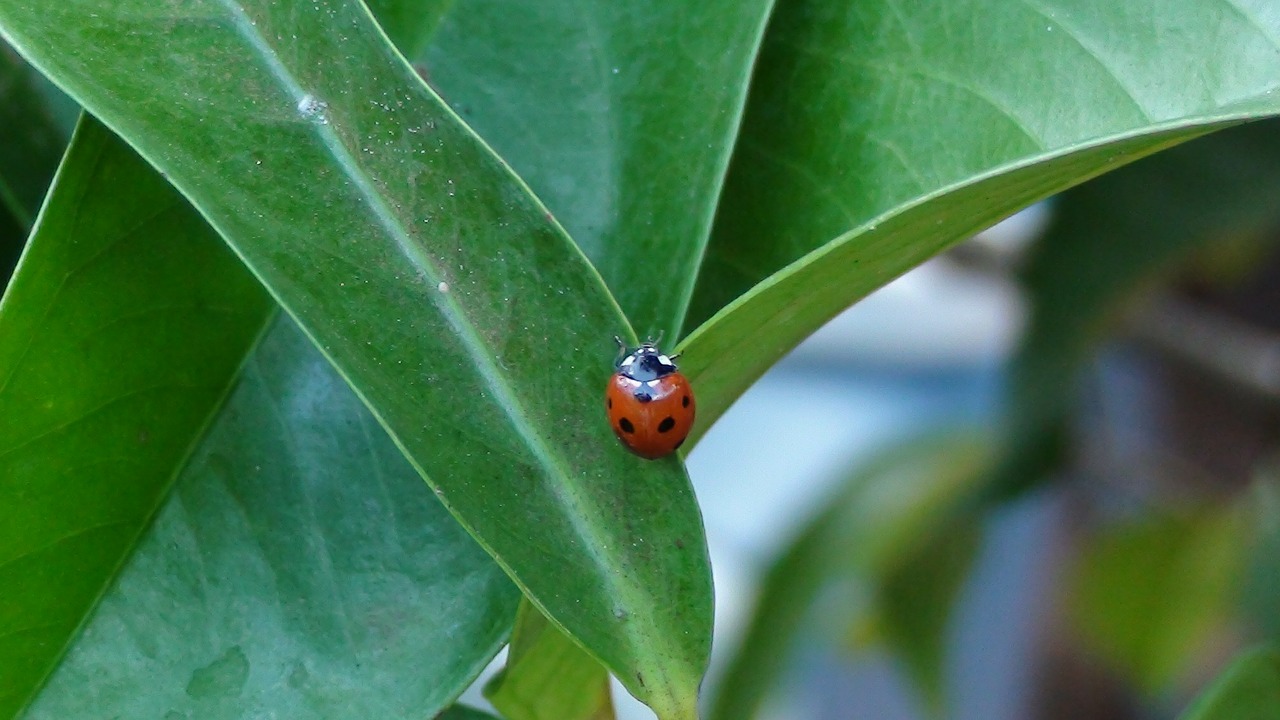 ladybug garden nature free photo