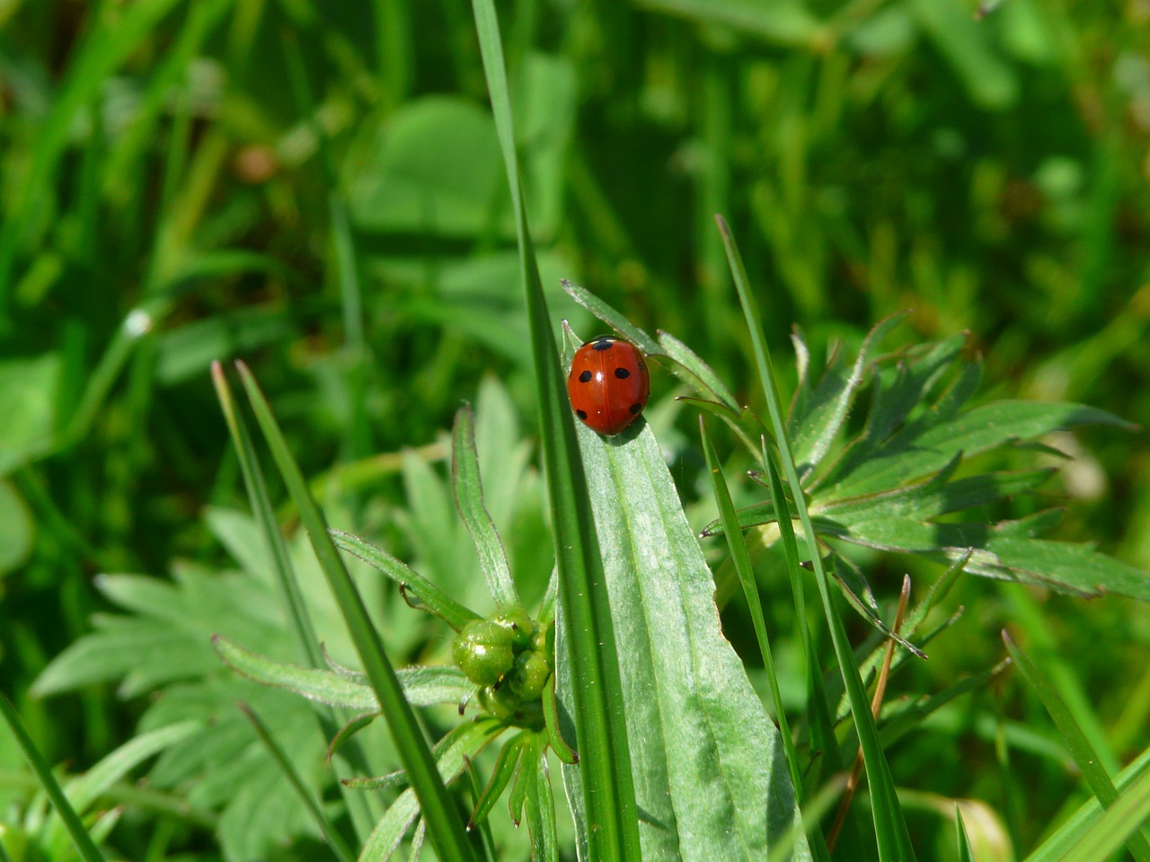ladybug beetle red free photo