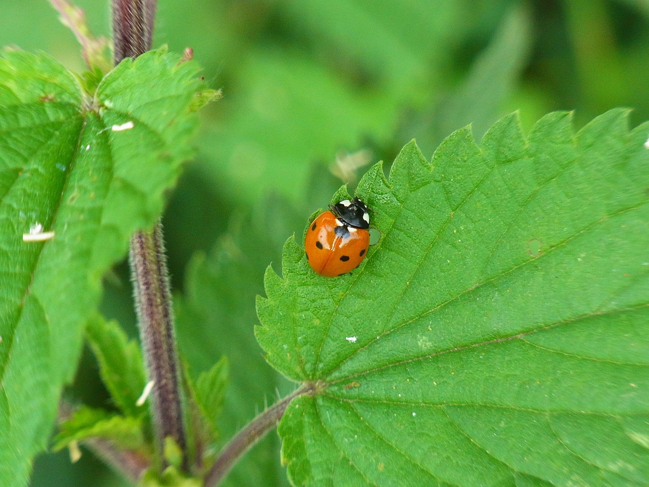 ladybug coccinellidae insect free photo