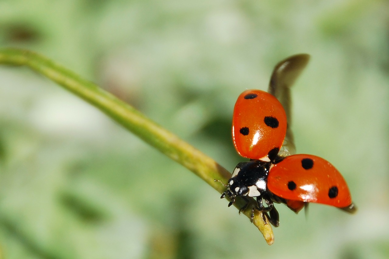 ladybug insect nemrut free photo