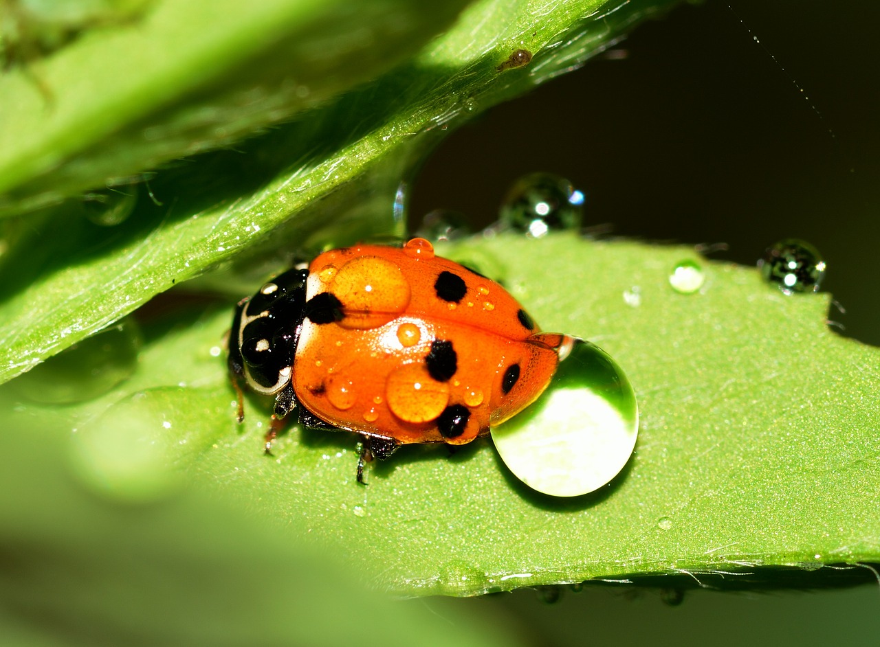 ladybug insects beetles free photo