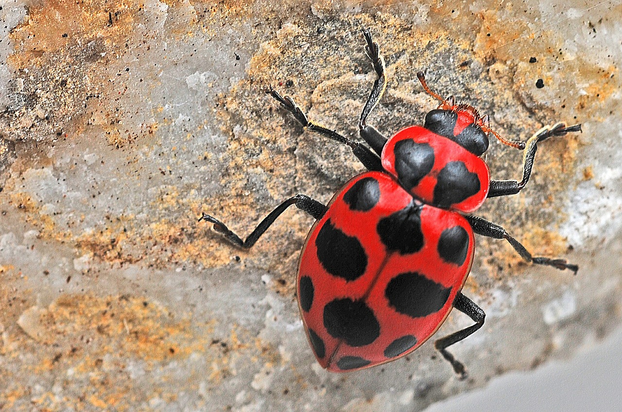 ladybug macro insect free photo