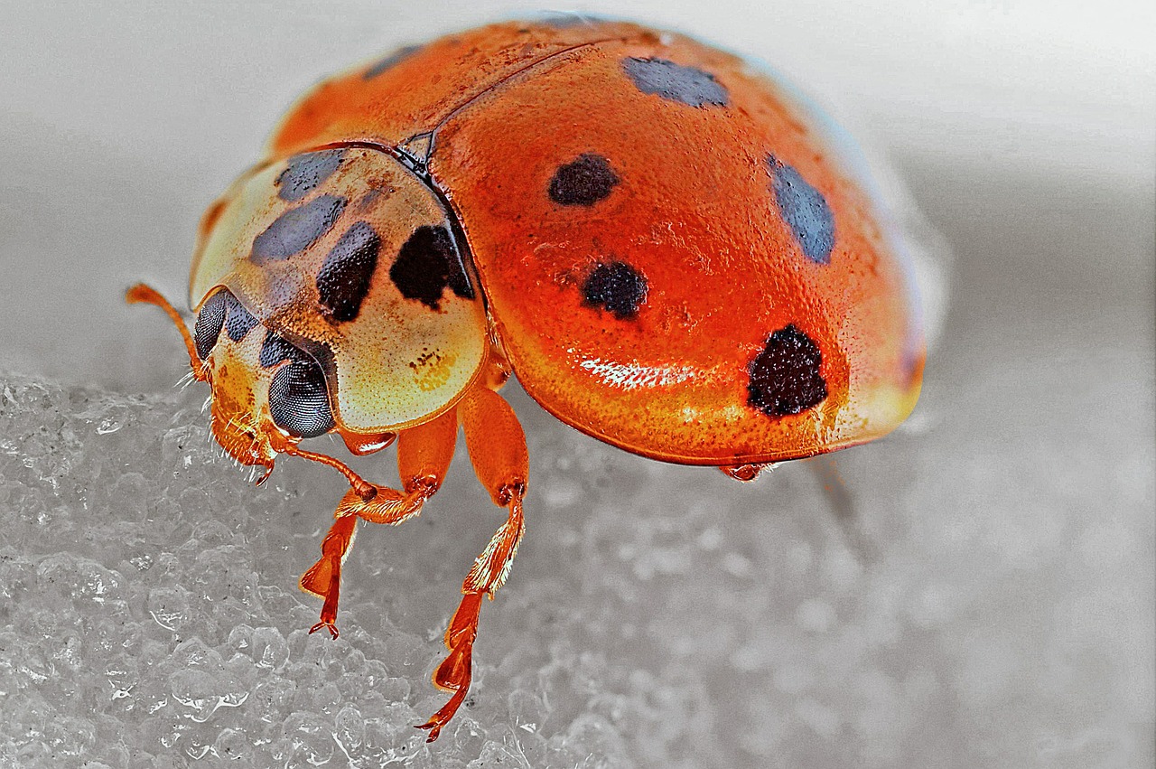 ladybug macro insect free photo