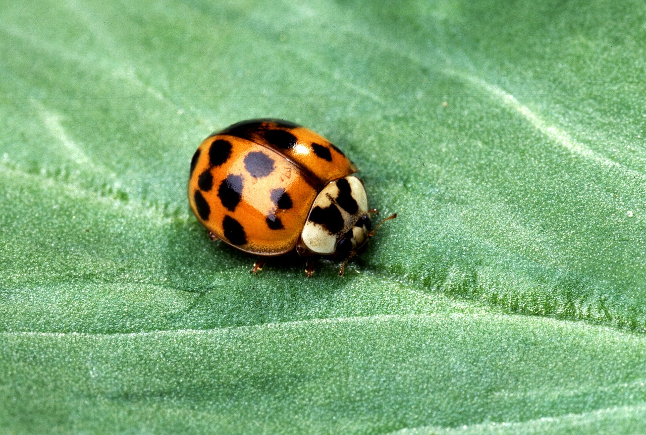 ladybug beetle insect free photo