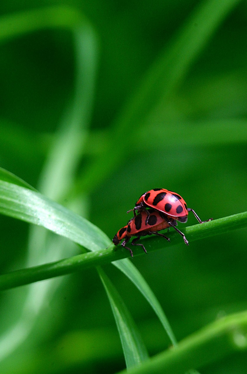 ladybug coupling macro free photo