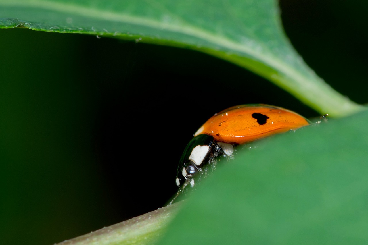 ladybug detail ladybird free photo