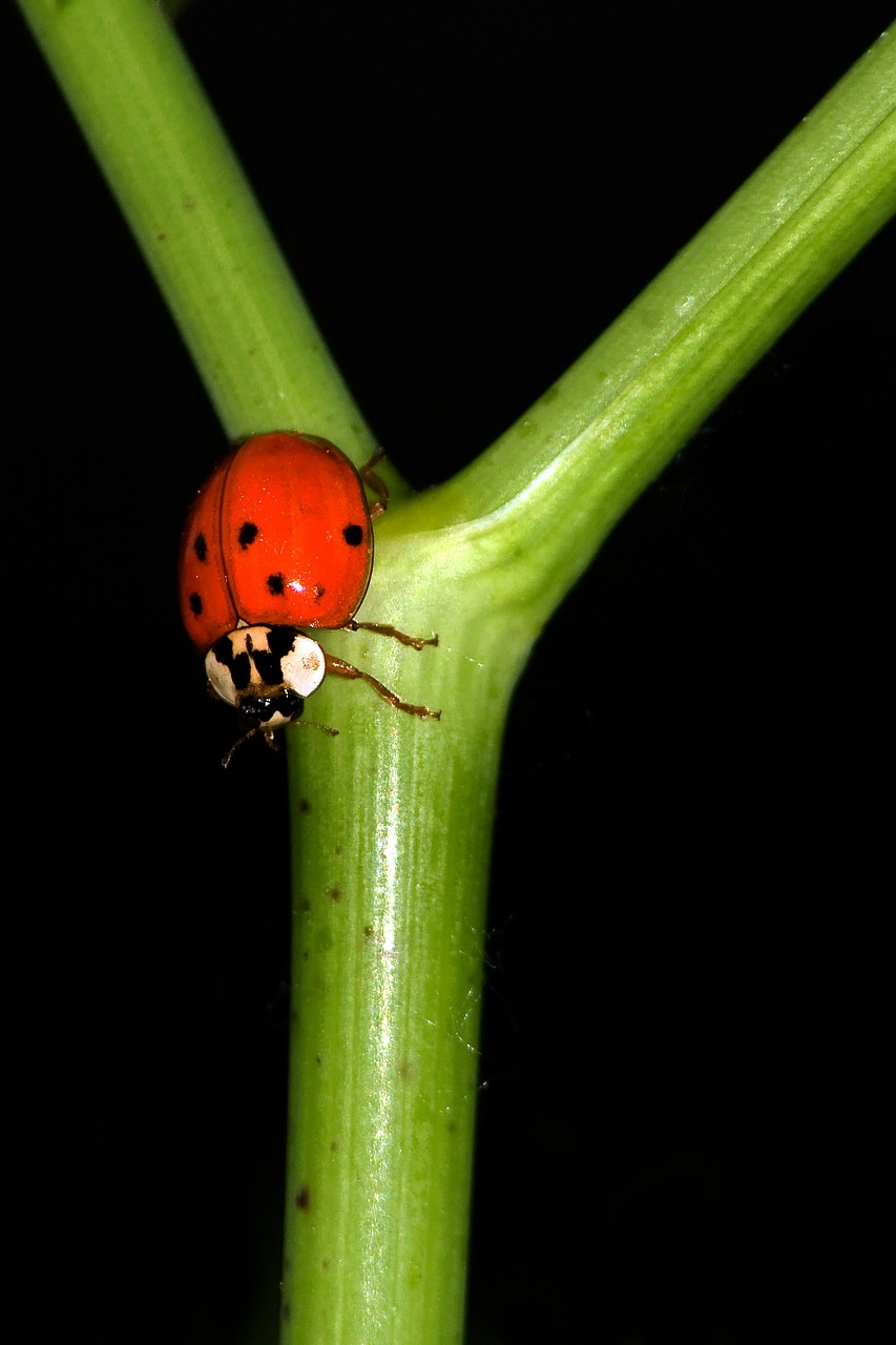 ladybug macro coccinellidae free photo