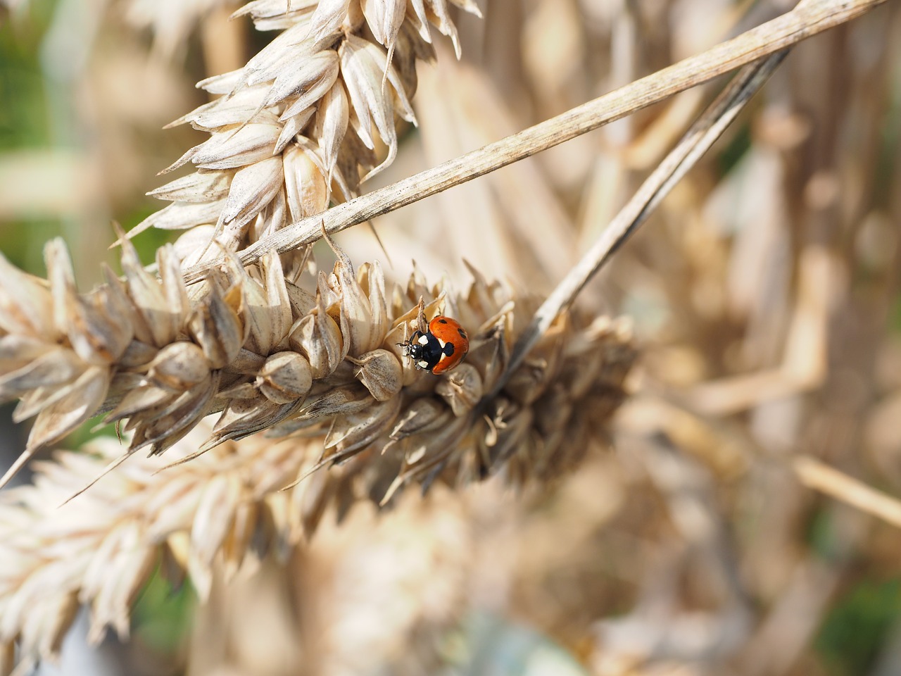 ladybug beetle siebenpunkt free photo