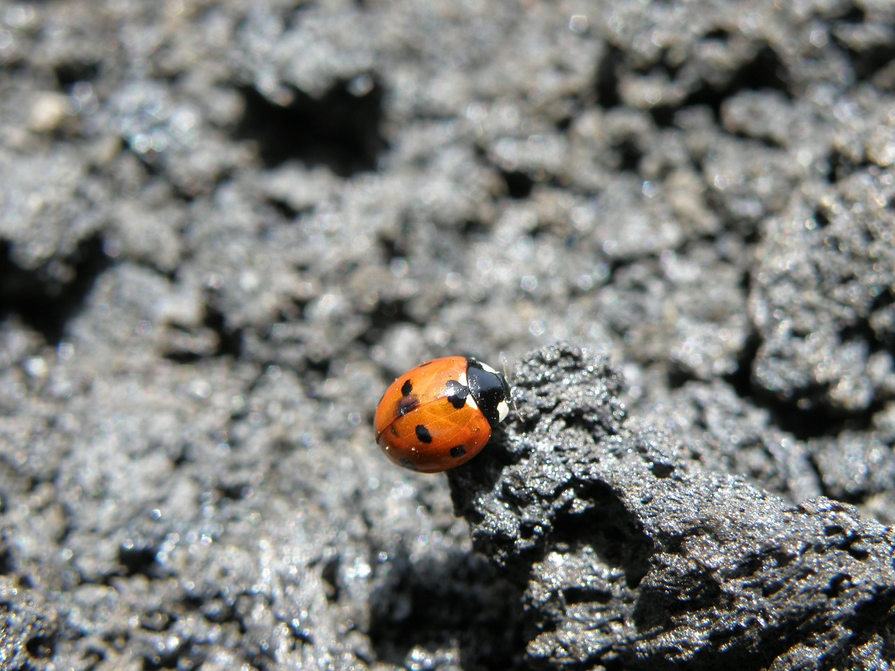 ladybug insect free pictures free photo