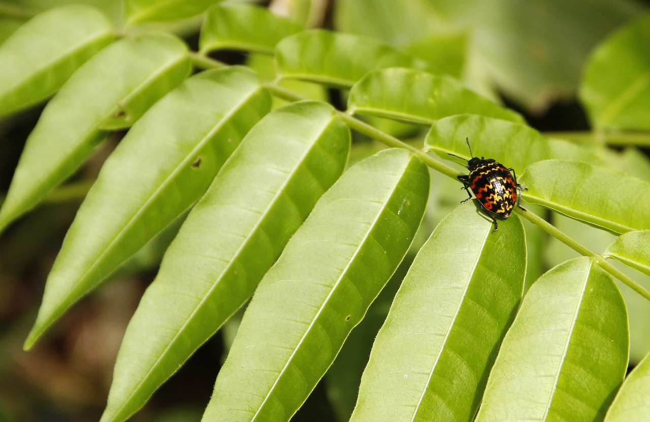 ladybug forest insects free photo