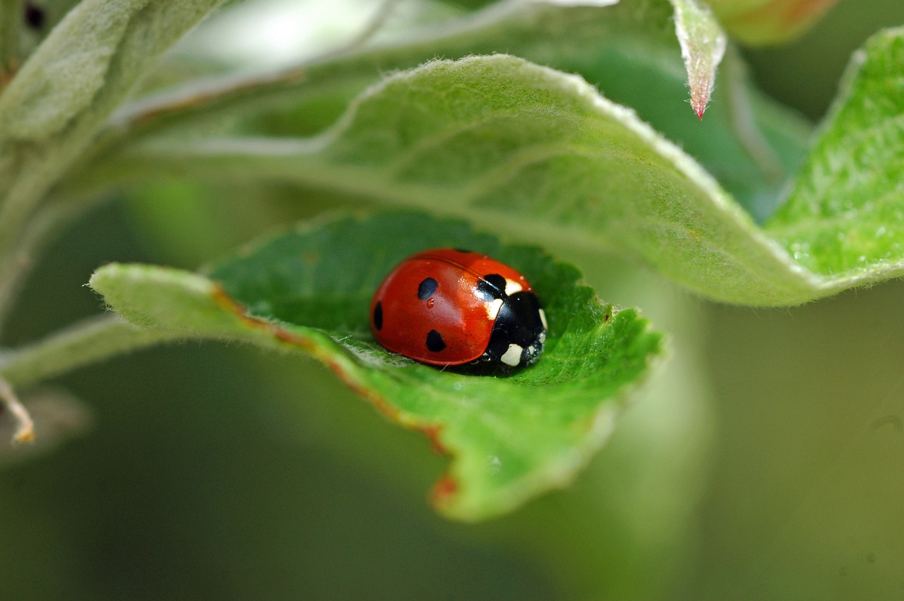 ladybug nature points free photo