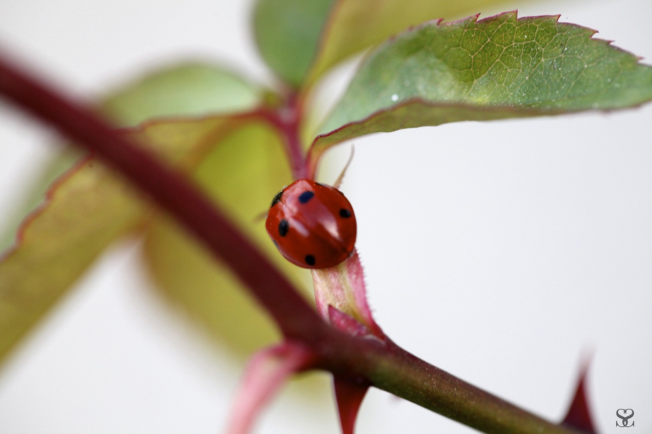 ladybug nature insects free photo