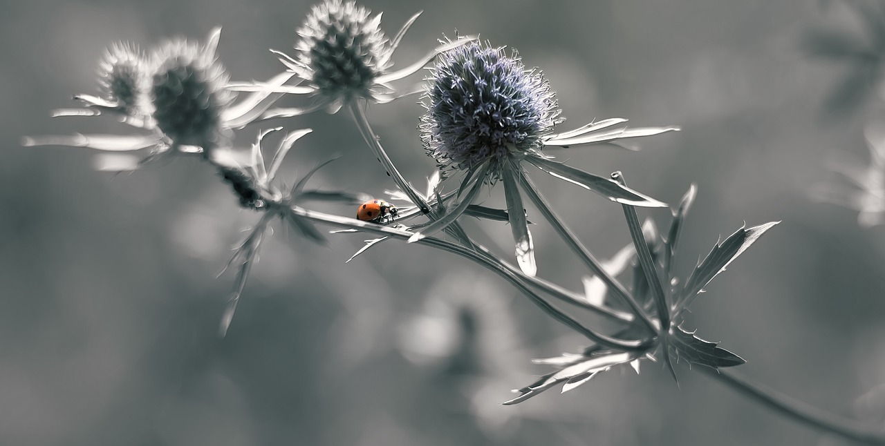 ladybug insects wild life free photo