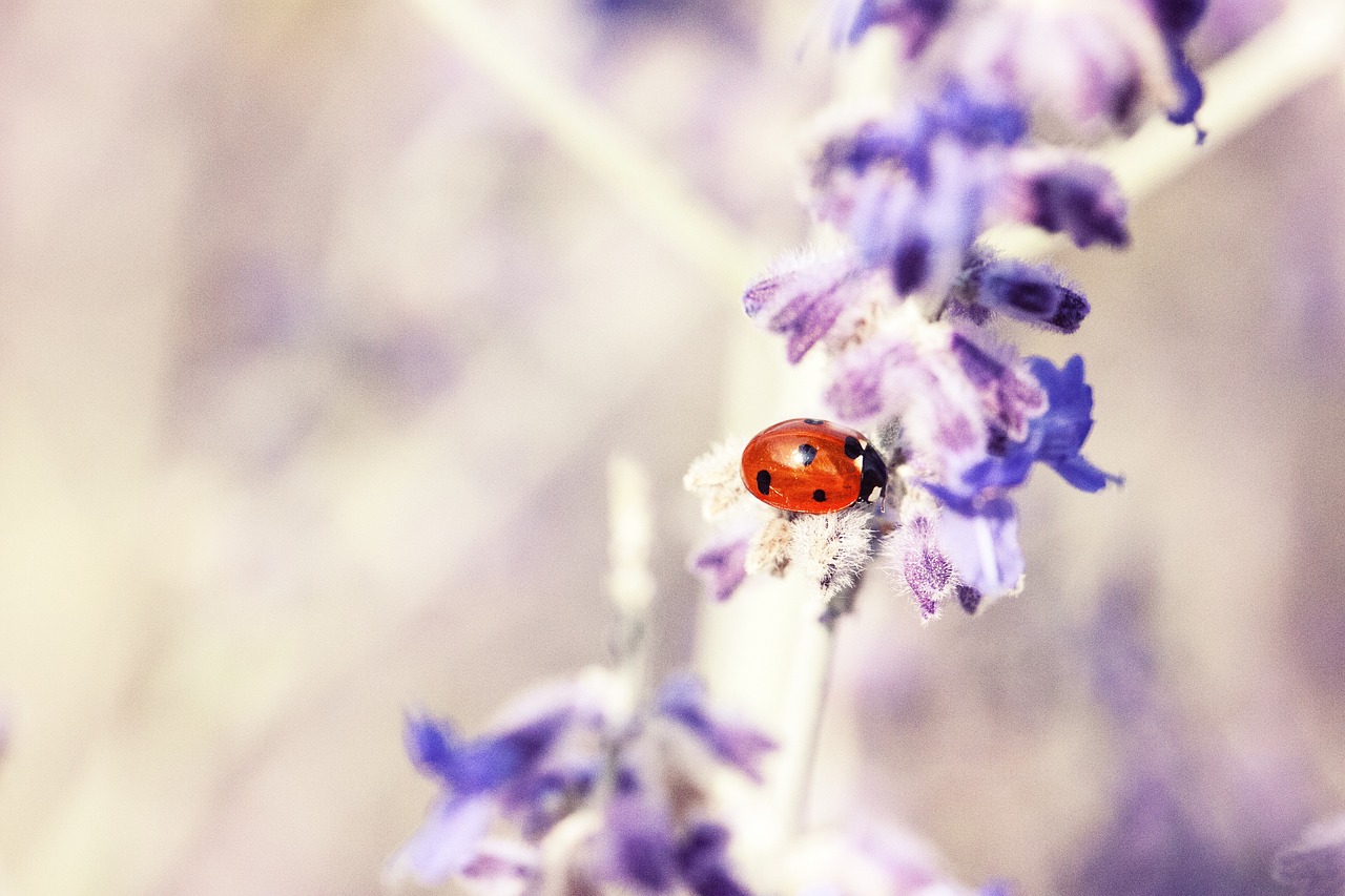 ladybug lavender plant free photo