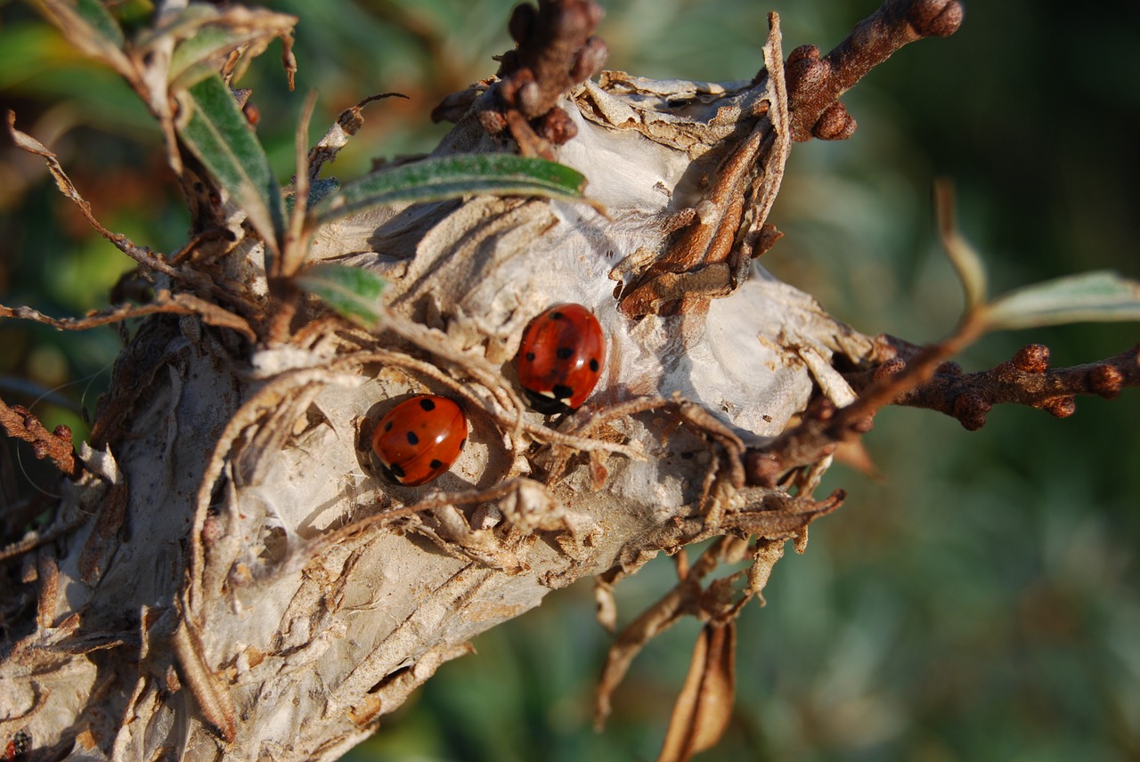 ladybug pair nature free photo