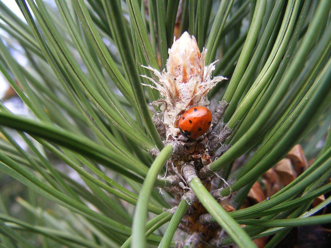 ladybug pine wood free photo