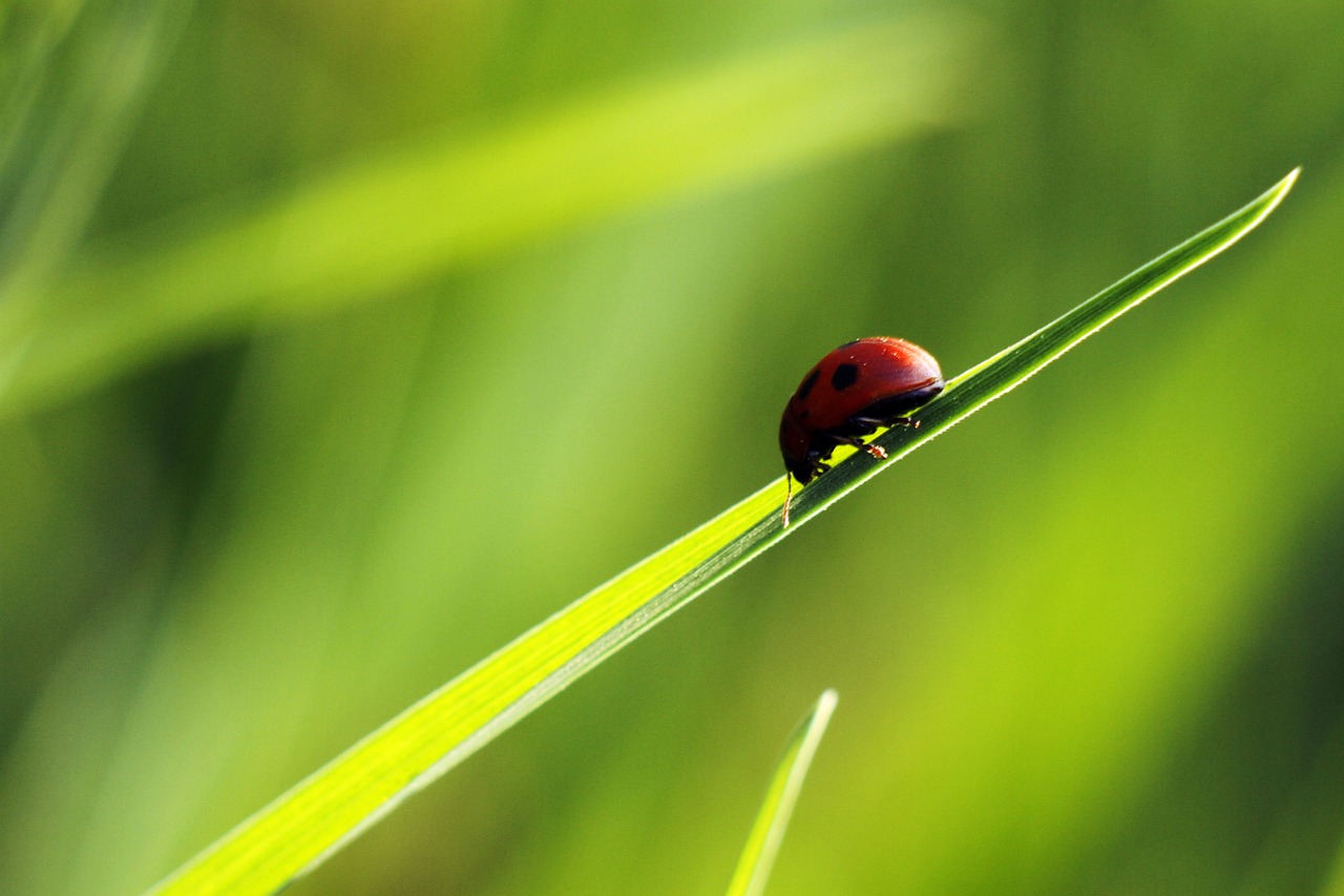 ladybug ladybird nature free photo